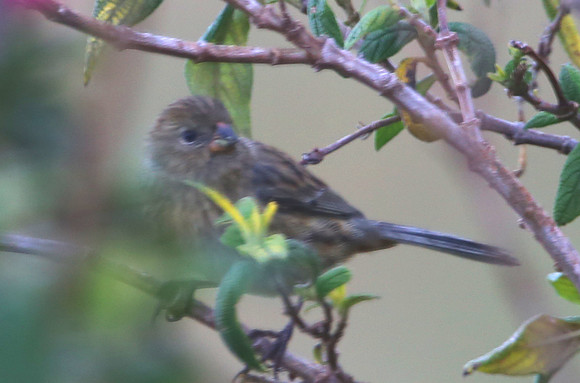 ID #16 Antisana to Mindo?