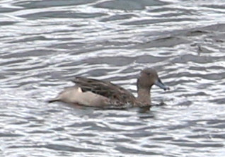 Andean Teal - Antisana Ecological Reserve - Ecuador