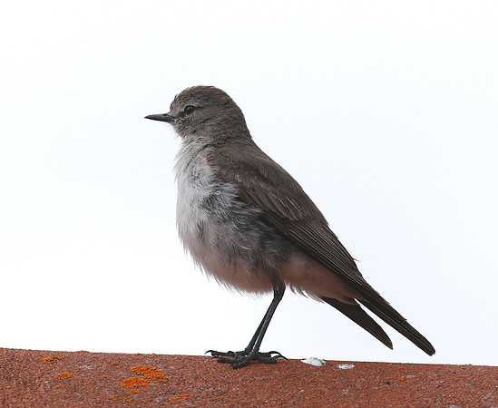 Paramo Ground-Tyrant -  Antisana, Ecuador