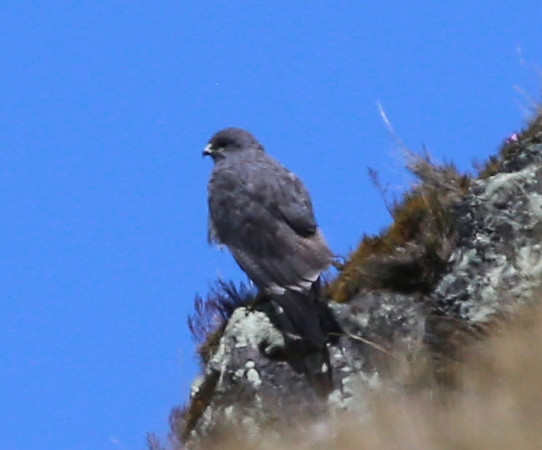 ID #14 Antisana