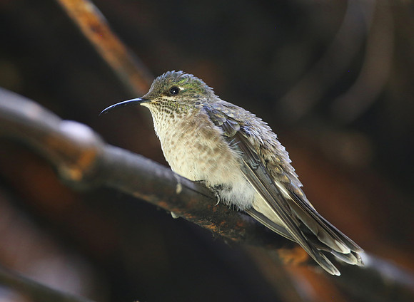 Ecuadorian Hillstar -  Antisana, Ecuador