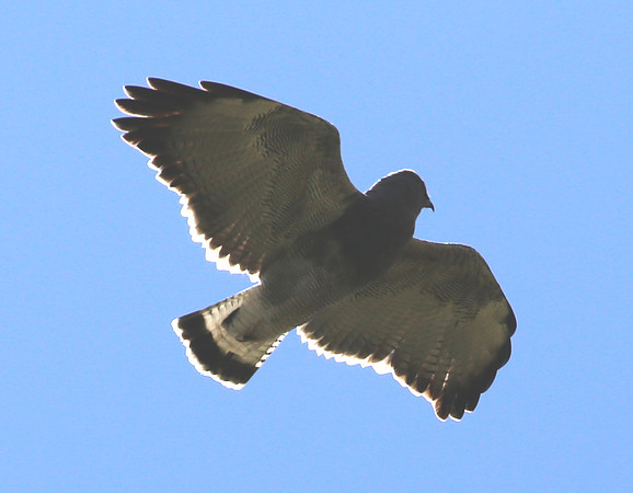 ID #12 Antisana