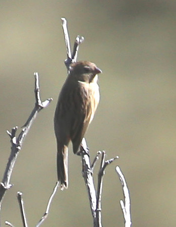 ID #9 Antisana