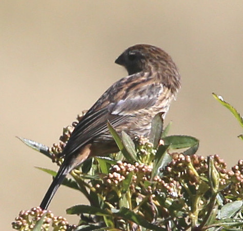 ID #8 Antisana
