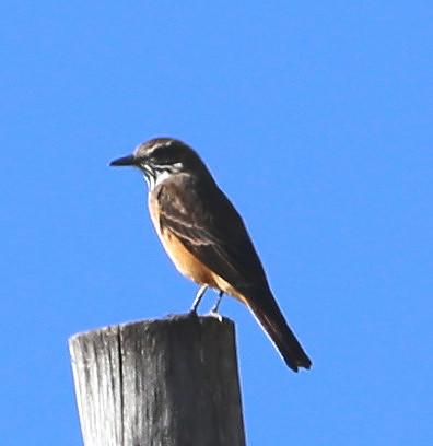 Streak-throated Bush-Tyrant -  Antisana, Ecuador