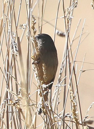 ID #5 Antisana