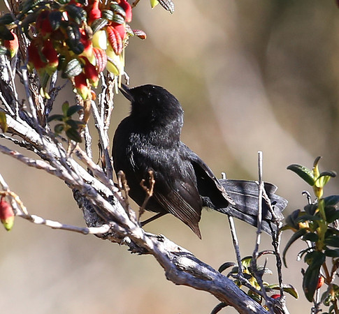 Glossy Flowerpiercer -  Antisana, Ecuador