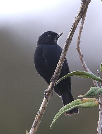 Glossy Flowerpiercer -  Antisana, Ecuador