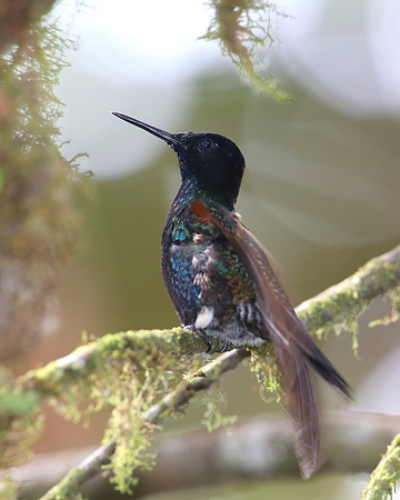 Velvet-purple Coronet - San Tadeo - Mindo, Ecuador