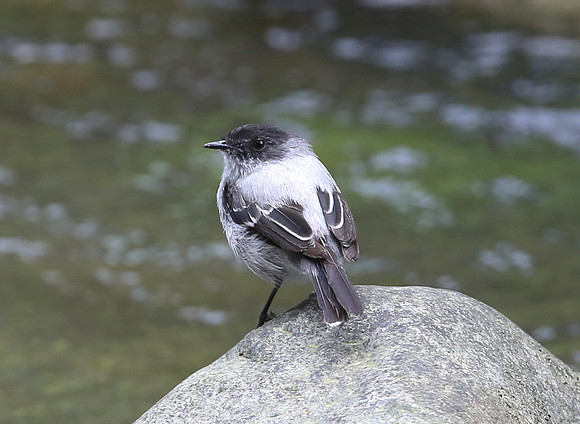 Torrent Tyrannulet - Mindo, Ecuador