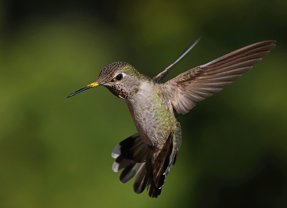 Anna's Hummingbird - Camarillo, CA