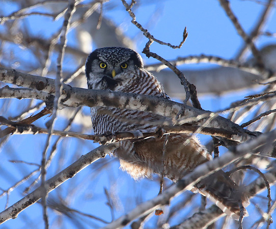 Northern Hawk Owl - Eau Claire, WI