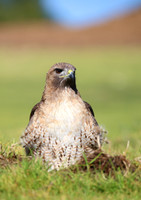 Red-tailed Hawk