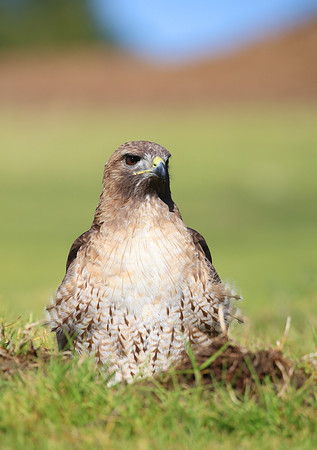 Red-tailed Hawk