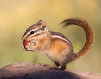 Chipmunks