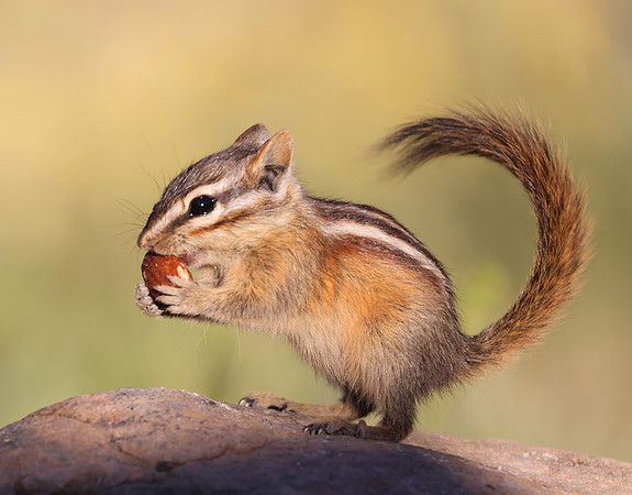 Uinta Chipmunk - Bryce Canyon National Park, Utah