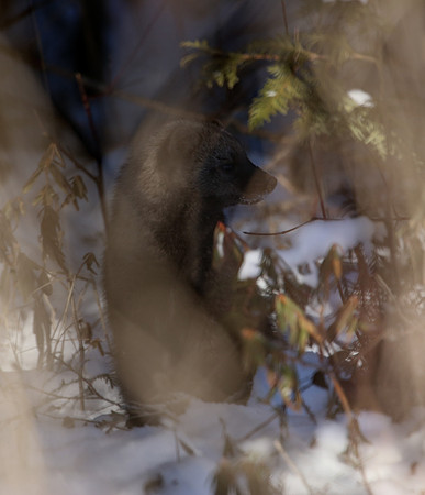 Fisher - Sax-Zim Bog, Minnesota
