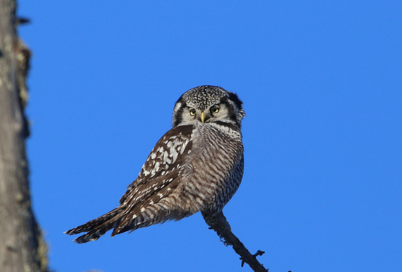 Northern Hawk Owl - Sax-Zim Bog, Minnesota