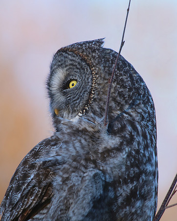 Great Gray Owl - Sax-Zim Bog, Minnesota