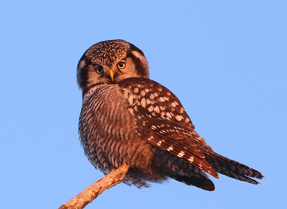 Northern Hawk Owl - Sax-Zim Bog, Minnesota