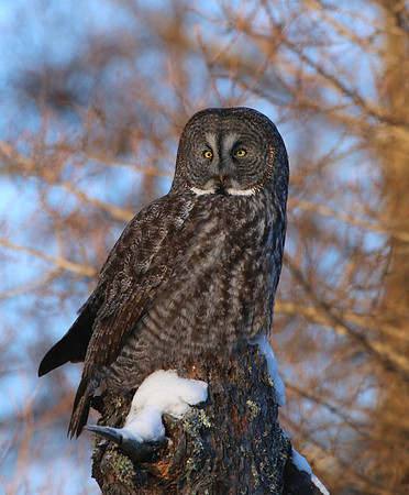 Great Gray Owl - Sax-Zim Bog, Minnesota