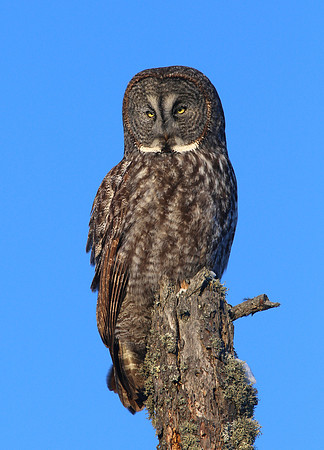 Great Gray Owl - Sax-Zim Bog, Minnesota