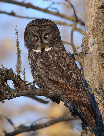 Great Gray Owl - Sax-Zim Bog, Minnesota