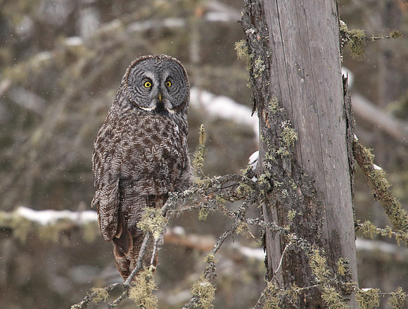 Great Gray Owl - Sax-Zim Bog, Minnesota