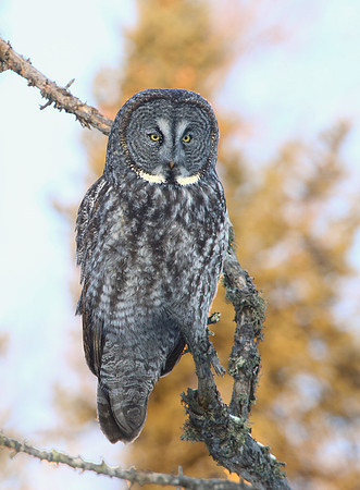 Great Gray Owl - Sax-Zim Bog, Minnesota