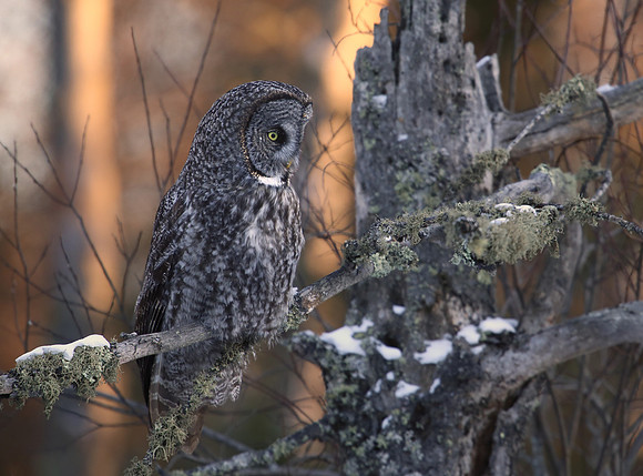 Great Gray Owl - Sax-Zim Bog, Minnesota