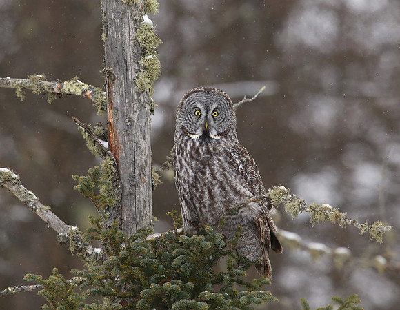 Great Gray Owl - Sax-Zim Bog, Minnesota