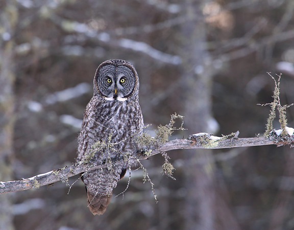 Great Gray Owl - Sax-Zim Bog, Minnesota