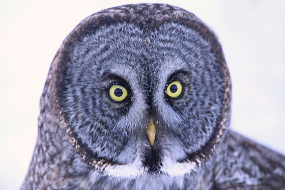 Great Gray Owl - Sax-Zim Bog, Minnesota
