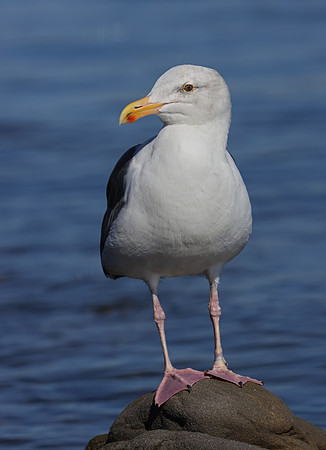 Western Gull - Oxnard Harbor, California