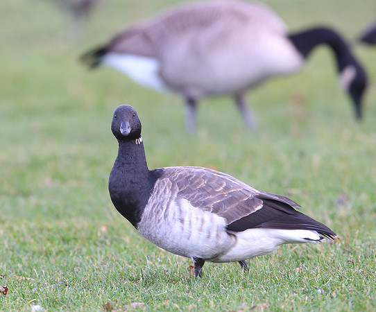 Brant - Northerly Island, Chicago
