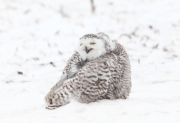 Snowy Owl - Illinois