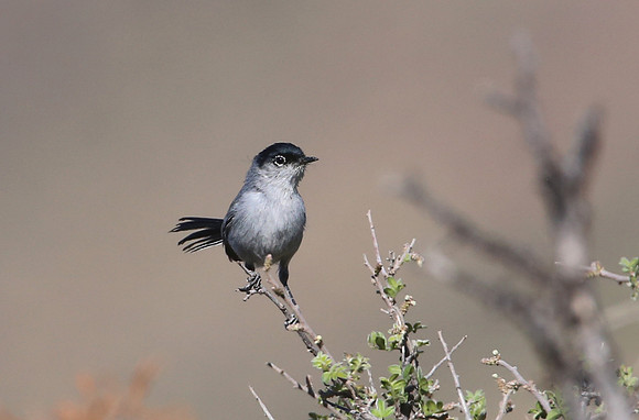 Black-tailed Gnatcatcher - Big Bend National Park, Texas