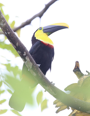 Choco Toucan - Mindo, Ecuador