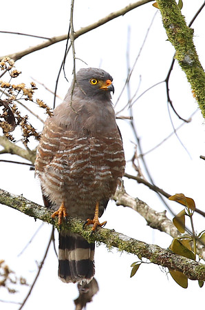 Roadside Hawk - Mindo, Ecuador