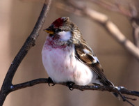 Common Redpoll - Leucistic.  Sax Zim Bog, MN