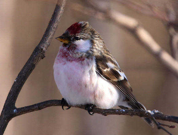 Common Redpoll - Leucistic.  Sax Zim Bog, MN