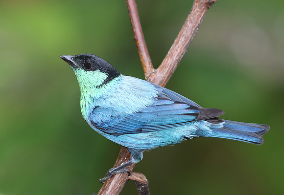Black-capped Tanager - Mindo, Ecuador