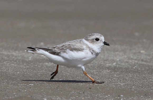 Piping Plover - Galveston, Texas