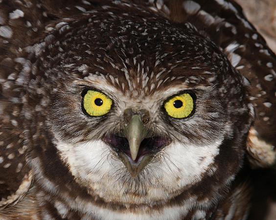 Burrowing Owl Closeup