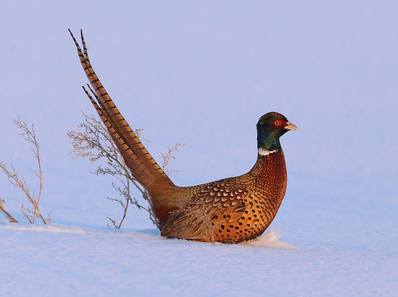 Ring-necked Pheasant - Male in Snow