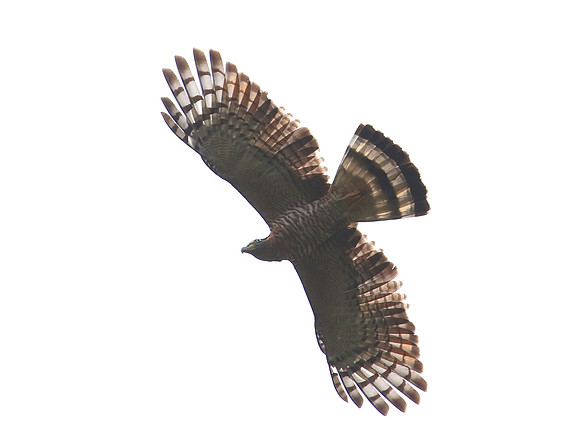 Hook-billed Kite - Mindo, Ecuador
