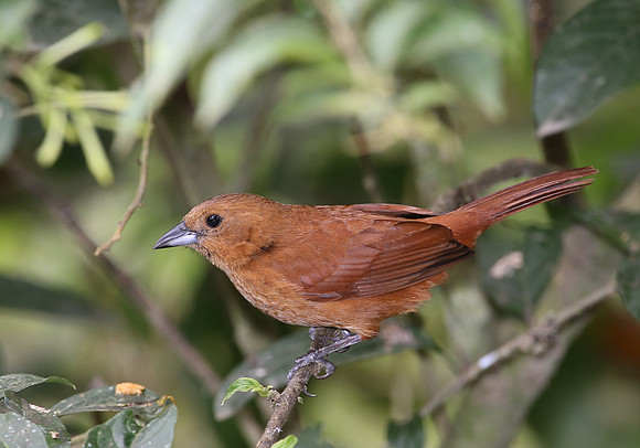 White-lined Tanager Female - Mindo, Ecuador