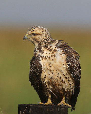 Swainson's Hawk - Anahuac NWR, Texas