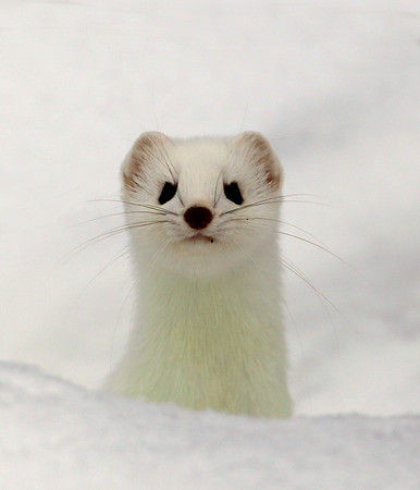 Short-tailed Weasel SaxZim Bog, MN