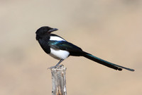 Black-billed Magpie - Yellowstone National Park
